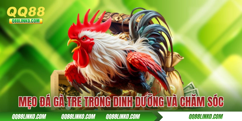 Mẹo Đá Gà Tre - Cách Chọn Cá Thể Tốt Và Chăm Sóc Đúng Cách 4 Mẹo đá gà tre trong dinh dưỡng và chăm sóc